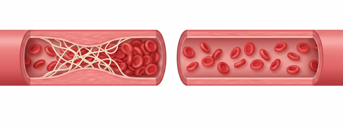 Conceptual illustration of blood vessel cross sections